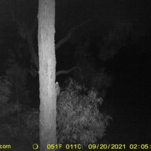 Petaurus sp. at Baranduda, VIC - 20 Sep 2021