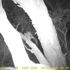 Trichosurus vulpecula (Common Brushtail Possum) at Baranduda, VIC - 25 Sep 2021 by DMeco