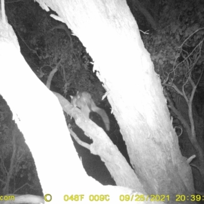 Trichosurus vulpecula (Common Brushtail Possum) at Monitoring Site 133 - Remnant - 25 Sep 2021 by DMeco