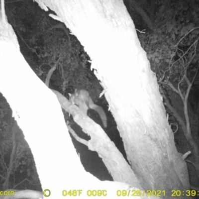 Trichosurus vulpecula (Common Brushtail Possum) at Baranduda, VIC - 25 Sep 2021 by DMeco