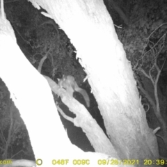 Unidentified Possum (TBC) at Baranduda, VIC - 25 Sep 2021 by DMeco