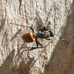 Polyrhachis ammon (Golden-spined Ant, Golden Ant) at Acton, ACT - 2 Jan 2022 by HelenCross