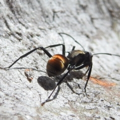 Polyrhachis ammon at Acton, ACT - 3 Jan 2022