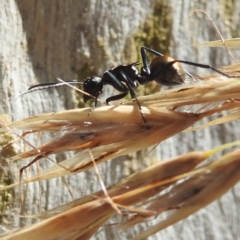 Polyrhachis ammon at Acton, ACT - 3 Jan 2022 10:08 AM