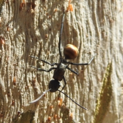 Polyrhachis ammon at Acton, ACT - 3 Jan 2022 10:08 AM