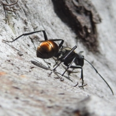 Polyrhachis ammon at Acton, ACT - 3 Jan 2022 10:08 AM