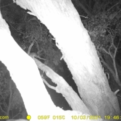 Pseudocheirus peregrinus (Common Ringtail Possum) at Baranduda, VIC - 3 Oct 2021 by DMeco