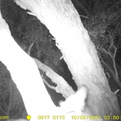 Petaurus norfolcensis (Squirrel Glider) at Baranduda, VIC - 3 Oct 2021 by DMeco