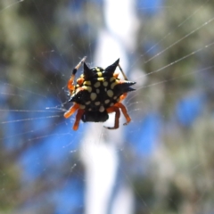 Austracantha minax (Christmas Spider, Jewel Spider) at Acton, ACT - 2 Jan 2022 by HelenCross