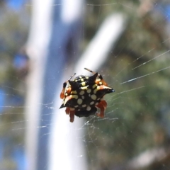 Austracantha minax at Acton, ACT - 3 Jan 2022 09:55 AM