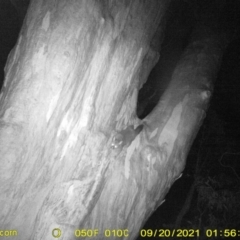 Trichosurus vulpecula (Common Brushtail Possum) at WREN Reserves - 19 Sep 2021 by DMeco