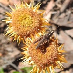 Phaulacridium vittatum (Wingless Grasshopper) at Black Mountain - 2 Jan 2022 by HelenCross