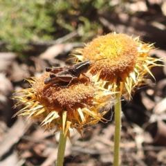 Phaulacridium vittatum at Acton, ACT - 3 Jan 2022