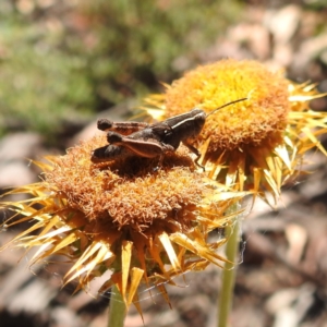 Phaulacridium vittatum at Acton, ACT - 3 Jan 2022 09:53 AM