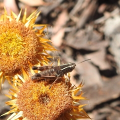 Phaulacridium vittatum at Acton, ACT - 3 Jan 2022