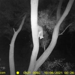 Trichosurus vulpecula (Common Brushtail Possum) at Monitoring Site 136 - Riparian - 5 Oct 2021 by DMeco