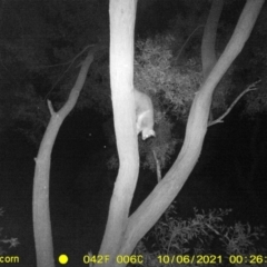 Trichosurus vulpecula (Common Brushtail Possum) at Wodonga - 5 Oct 2021 by DMeco