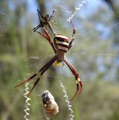 Argiope keyserlingi (St Andrew's Cross Spider) at Vincentia, NSW - 3 Jan 2022 by RobG1