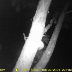 Petaurus norfolcensis (Squirrel Glider) at Baranduda, VIC - 29 Sep 2021 by DMeco