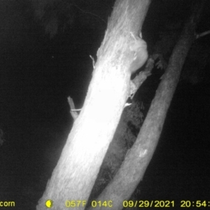 Petaurus norfolcensis at Baranduda, VIC - 29 Sep 2021 08:54 PM