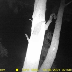 Pseudocheirus peregrinus (Common Ringtail Possum) at Wodonga - 5 Oct 2021 by DMeco