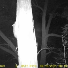 Trichosurus vulpecula (Common Brushtail Possum) at Monitoring Site 145 - Riparian - 18 Sep 2021 by DMeco