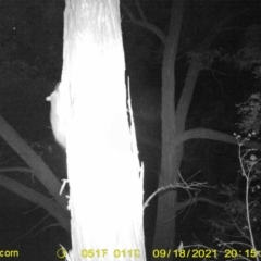 Trichosurus vulpecula (Common Brushtail Possum) at Monitoring Site 144 - Revegetation - 18 Sep 2021 by DMeco