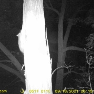 Trichosurus vulpecula at Baranduda, VIC - 18 Sep 2021 08:15 PM