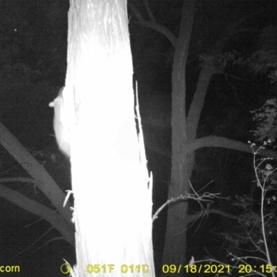 Trichosurus vulpecula (Common Brushtail Possum) at WREN Reserves - 18 Sep 2021 by DMeco
