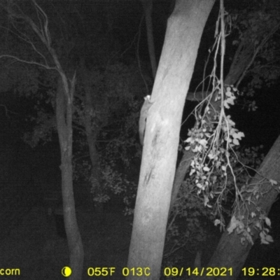 Petaurus norfolcensis (Squirrel Glider) at Wodonga - 14 Sep 2021 by DMeco