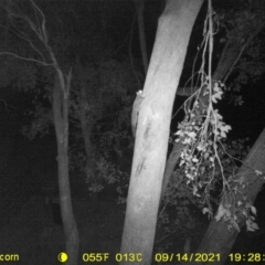 Petaurus norfolcensis (Squirrel Glider) at Monitoring Site 148 - Road - 14 Sep 2021 by DMeco