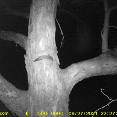 Petaurus norfolcensis (Squirrel Glider) at Wodonga Regional Park - 3 Oct 2021 by DMeco