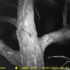 Petaurus norfolcensis at Bandiana, VIC - 4 Oct 2021 03:54 AM