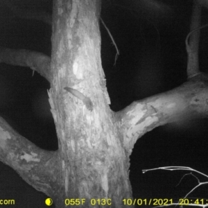Petaurus norfolcensis at Bandiana, VIC - 4 Oct 2021 03:54 AM
