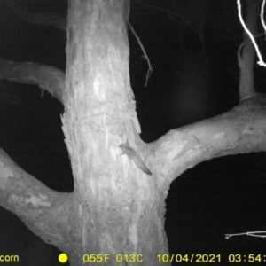 Petaurus norfolcensis at Bandiana, VIC - 4 Oct 2021 03:54 AM