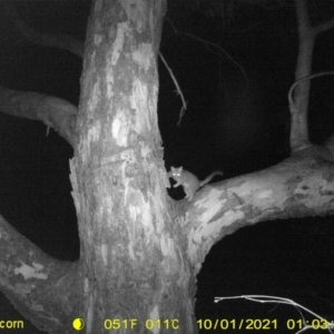 Trichosurus vulpecula at Bandiana, VIC - 1 Oct 2021