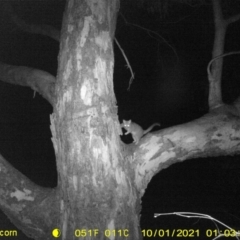 Unidentified Possum (TBC) at Bandiana, VIC - 30 Sep 2021 by DMeco