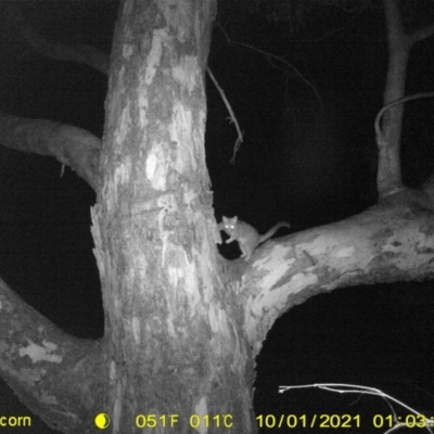 Trichosurus vulpecula (Common Brushtail Possum) at Monitoring Site 150 - Riparian - 30 Sep 2021 by DMeco