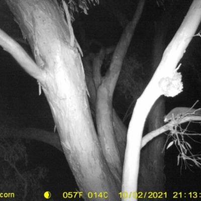 Petaurus norfolcensis (Squirrel Glider) at Wodonga Regional Park - 2 Oct 2021 by DMeco
