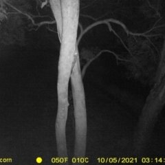 Petaurus norfolcensis (Squirrel Glider) at Baranduda, VIC - 5 Oct 2021 by DMeco