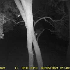 Trichosurus vulpecula (Common Brushtail Possum) at Wodonga - 25 Sep 2021 by DMeco