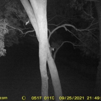 Trichosurus vulpecula (Common Brushtail Possum) at Wodonga - 25 Sep 2021 by DMeco