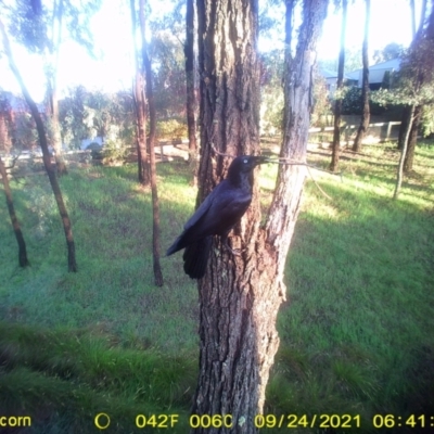 Corvus coronoides (Australian Raven) at Graham Andrew Park - 23 Sep 2021 by DMeco