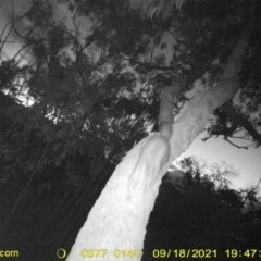 Trichosurus vulpecula (Common Brushtail Possum) at Huon Creek, VIC - 18 Sep 2021 by DMeco