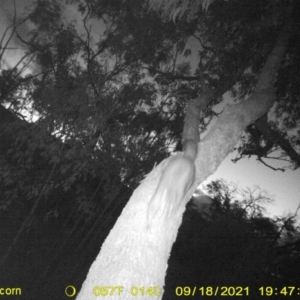 Trichosurus vulpecula at Huon Creek, VIC - 18 Sep 2021 07:47 PM