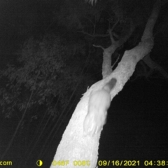 Trichosurus vulpecula at Huon Creek, VIC - 18 Sep 2021 07:47 PM