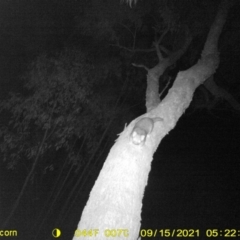 Pseudocheirus peregrinus (Common Ringtail Possum) at Huon Creek, VIC - 12 Sep 2021 by DMeco