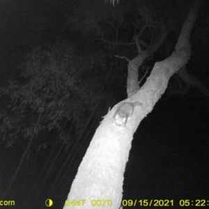 Pseudocheirus peregrinus (Common Ringtail Possum) at Huon Creek, VIC by DMeco