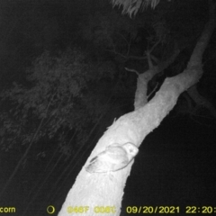 Ninox boobook (Southern Boobook) at Huon Creek, VIC - 20 Sep 2021 by DMeco