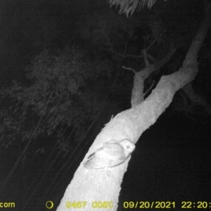 Ninox boobook at Huon Creek, VIC - 20 Sep 2021 10:20 PM